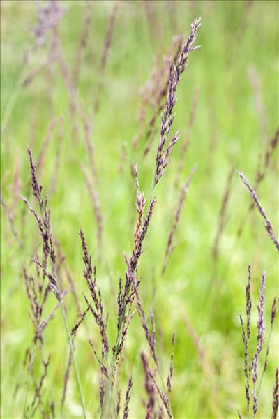 Molinia caerulea