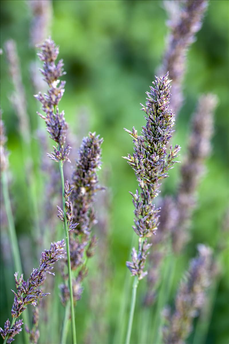 Molinia caerulea 'Moorhexe'