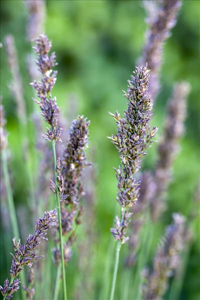 Molinia caerulea 'Moorhexe'
