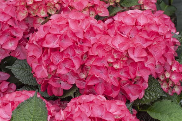 Hydrangea macrophylla 'Red Angel'®