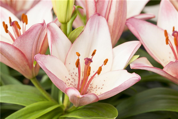 Lilium, rosa