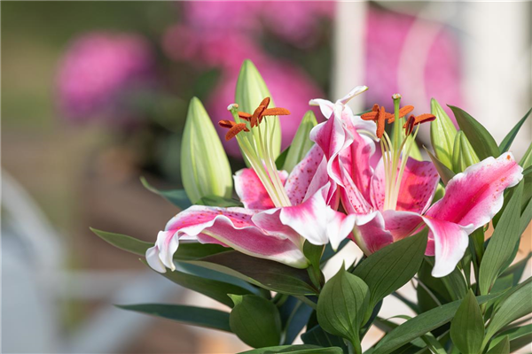Lilium Oriental