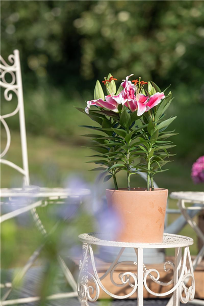 Lilium Oriental
