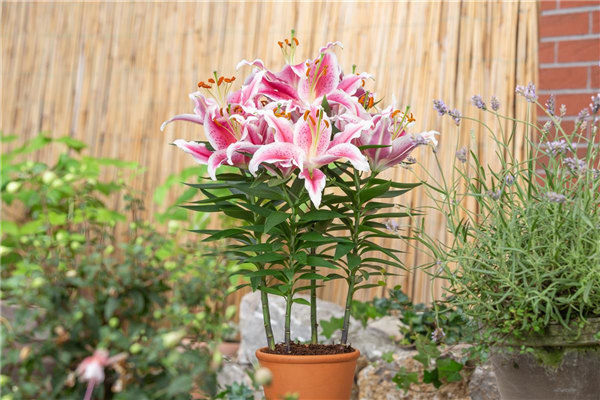 Lilium Oriental