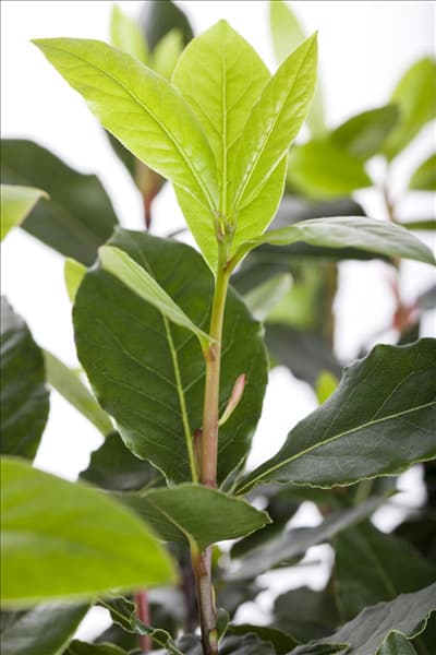 Laurus nobilis