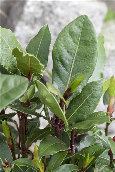 Laurus nobilis