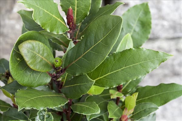 Laurus nobilis
