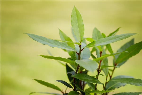 Laurus nobilis