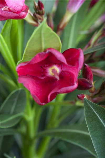 Nerium oleander, rot