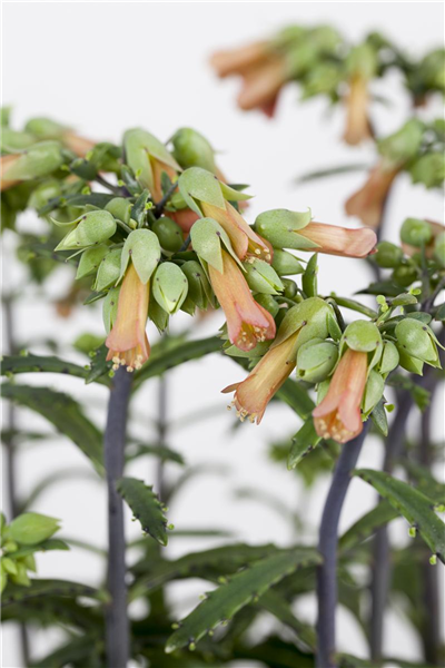 Kalanchoe blossfeldiana 'Lucky Bells'