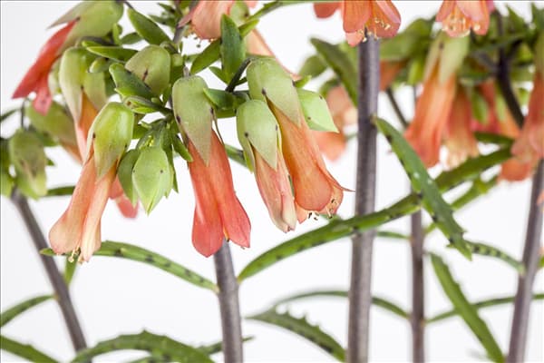 Kalanchoe blossfeldiana 'Lucky Bells'