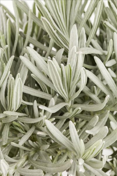 Lavandula angustifolia