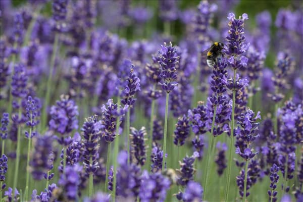 Lavandula angustifolia
