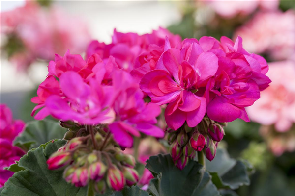 Pelargonium zonale 'Candy Idols'®