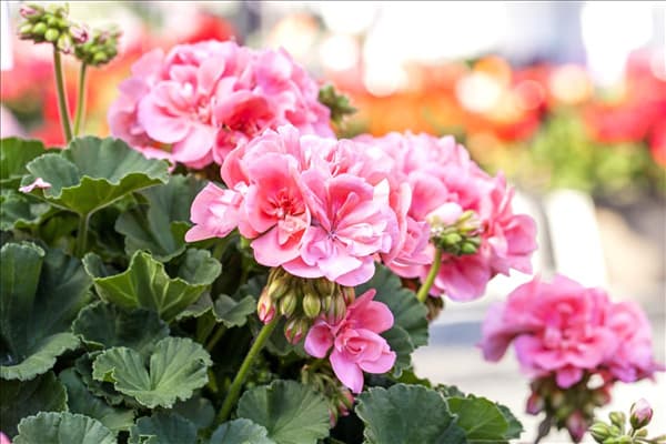 Pelargonium zonale 'Candy Idols'®
