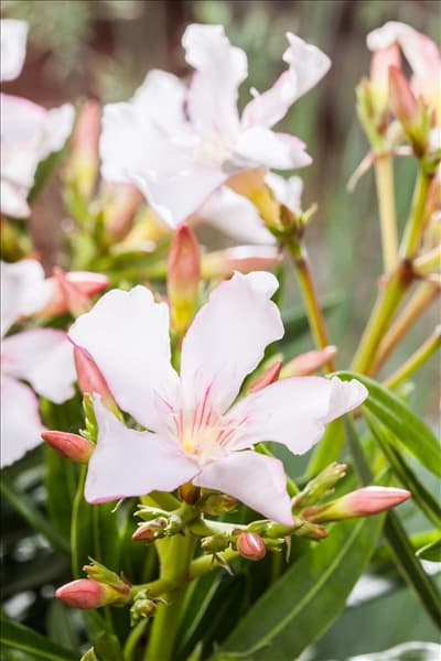 Nerium oleander, weiß