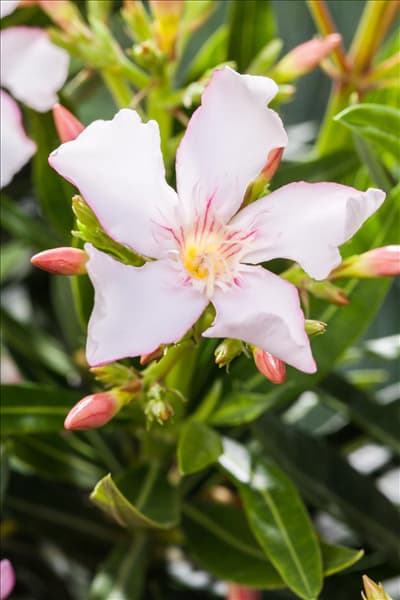 Nerium oleander, weiß