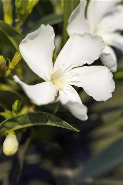 Nerium oleander, weiß