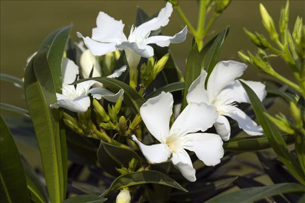 Nerium oleander, weiß