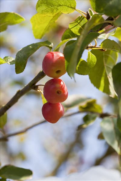 Malus x moerlandsii 'Red Sentinel'