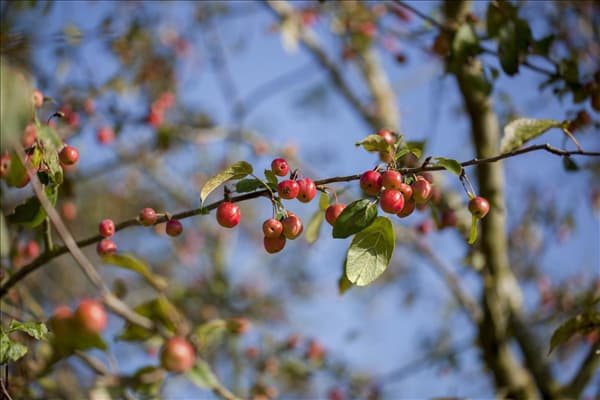 Malus x moerlandsii 'Red Sentinel'
