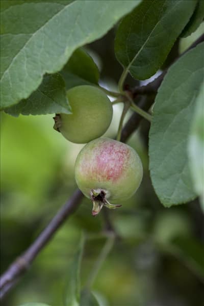 Malus x moerlandsii 'Red Sentinel'