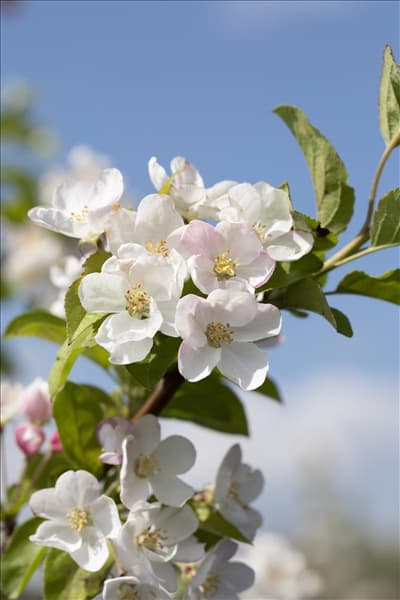 Malus x moerlandsii 'Red Sentinel'
