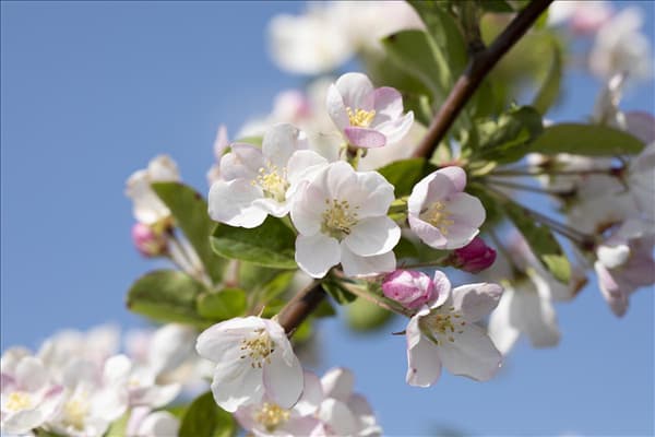 Malus x moerlandsii 'Red Sentinel'