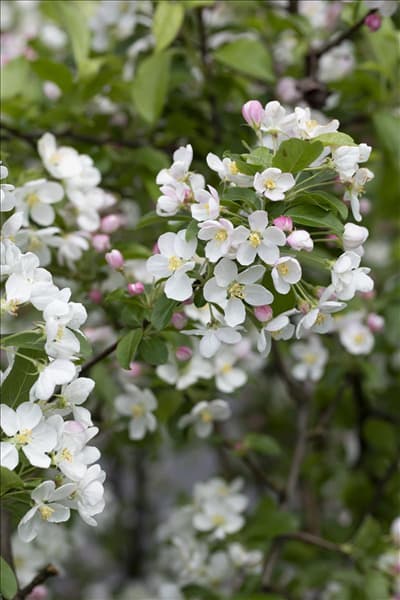 Malus x moerlandsii 'Red Sentinel'