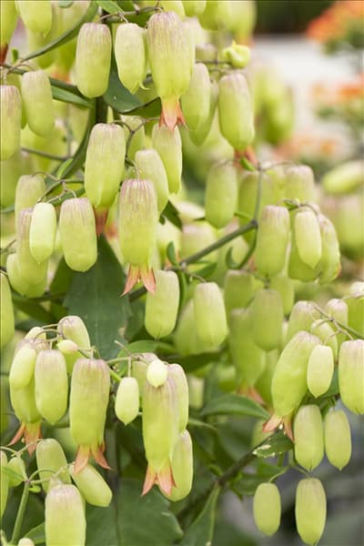 Kalanchoe blossfeldiana 'Magic Bells'