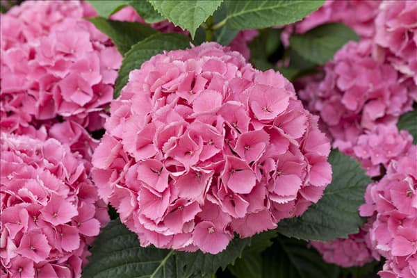 Hydrangea macrophylla 'Schöne Bautznerin'