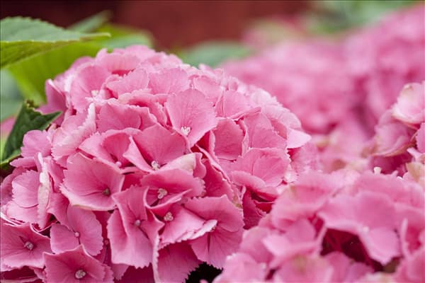 Hydrangea macrophylla 'Schöne Bautznerin'