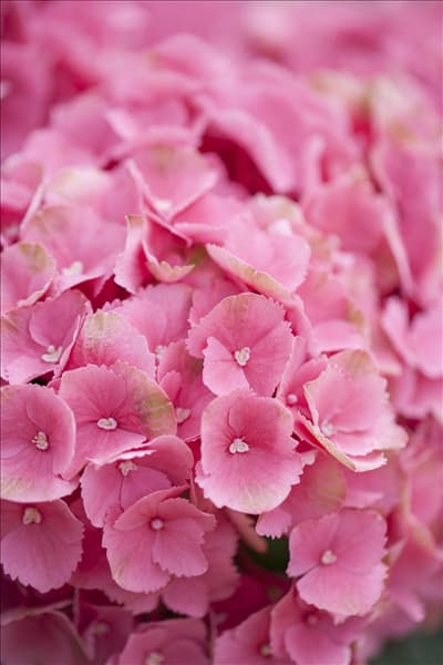 Hydrangea macrophylla 'Schöne Bautznerin'