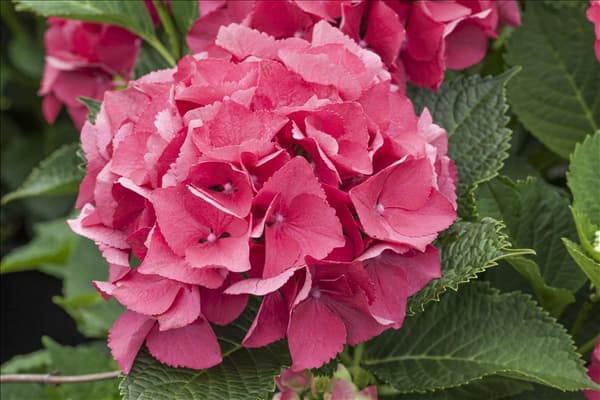 Hydrangea macrophylla 'Schöne Bautznerin'
