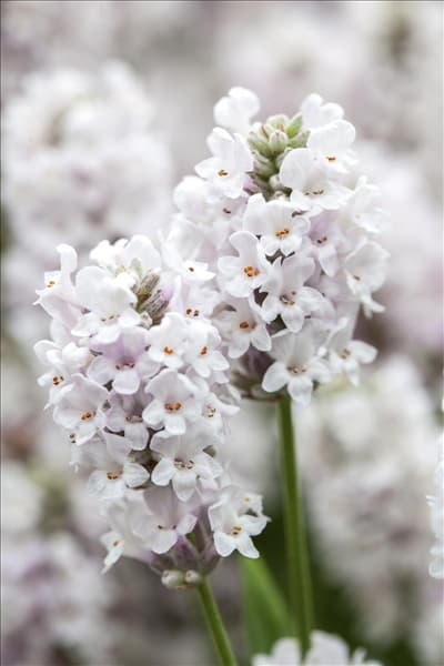 Lavandula angustifolia Ellagance 'Snow'