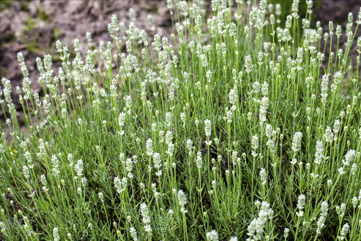 Lavandula angustifolia, weiß