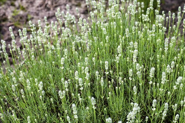 Lavandula angustifolia, weiß