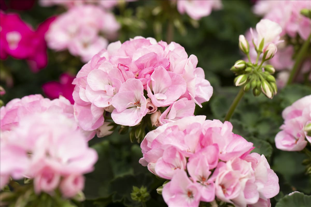 Pelargonium zonale 'Green Idols'