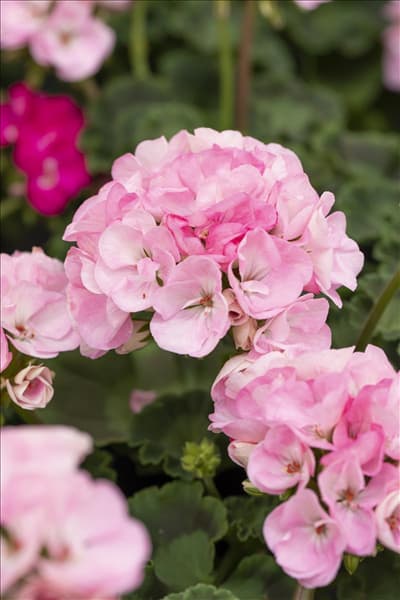 Pelargonium zonale 'Green Idols'