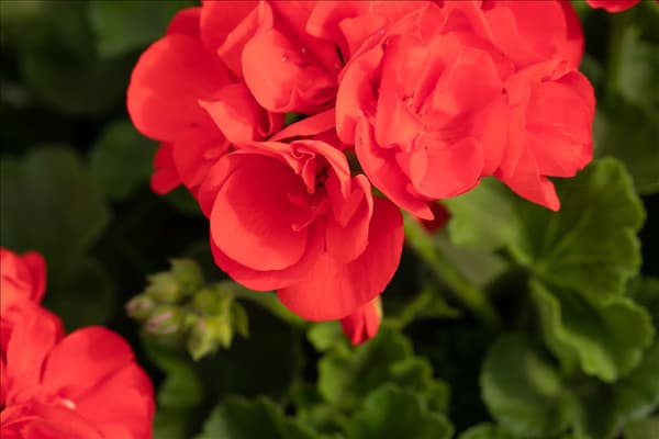 Pelargonium zonale 'Green Idols'