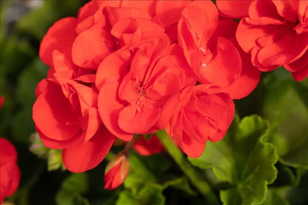 Pelargonium zonale 'Green Idols'