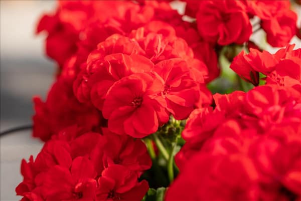 Pelargonium zonale 'Green Idols'