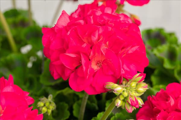 Pelargonium zonale 'Green Idols'