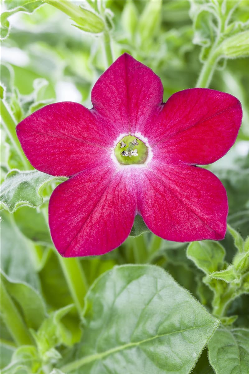 Nicotiana alata