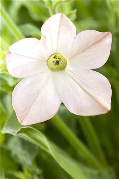 Nicotiana alata