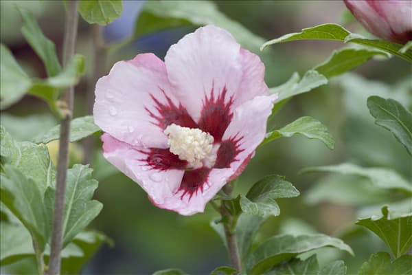 Hibiscus syriacus 'Hamabo'