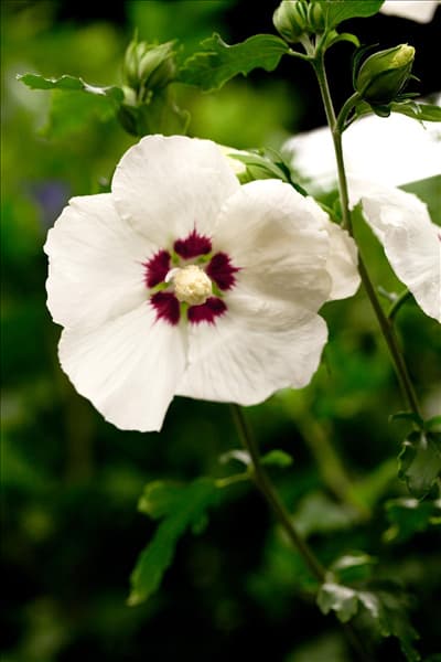 Hibiscus syriacus 'Hamabo'