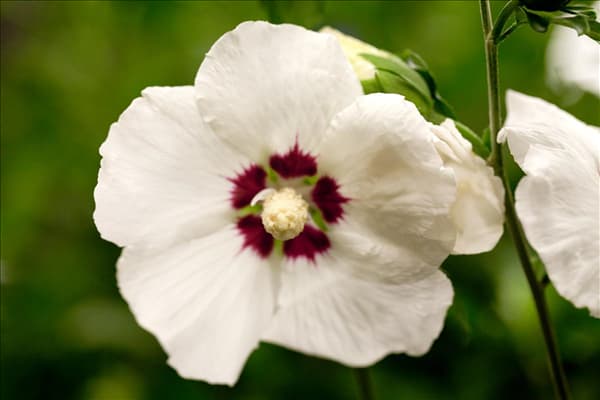 Hibiscus syriacus 'Hamabo'
