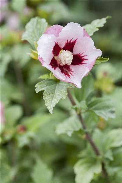 Hibiscus syriacus 'Hamabo'