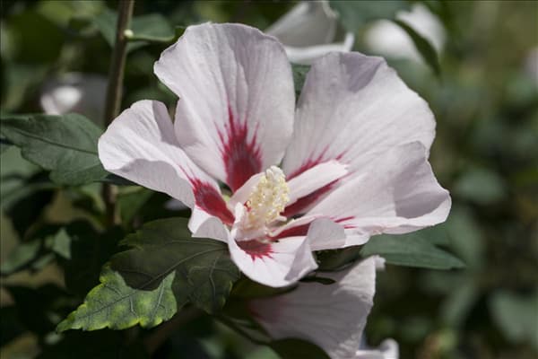 Hibiscus syriacus 'Hamabo'